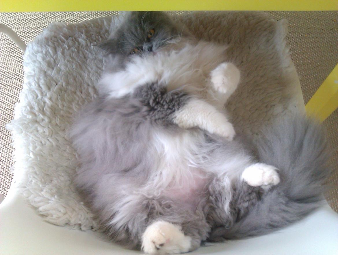 Perser Kamma billede 3