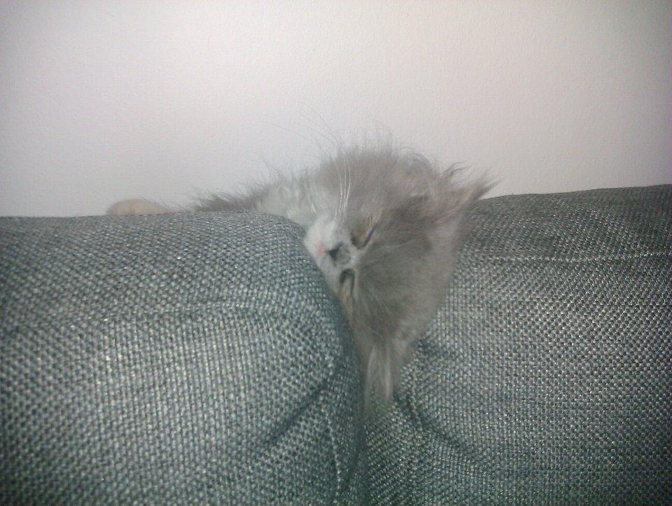 Perser Kamma billede 4