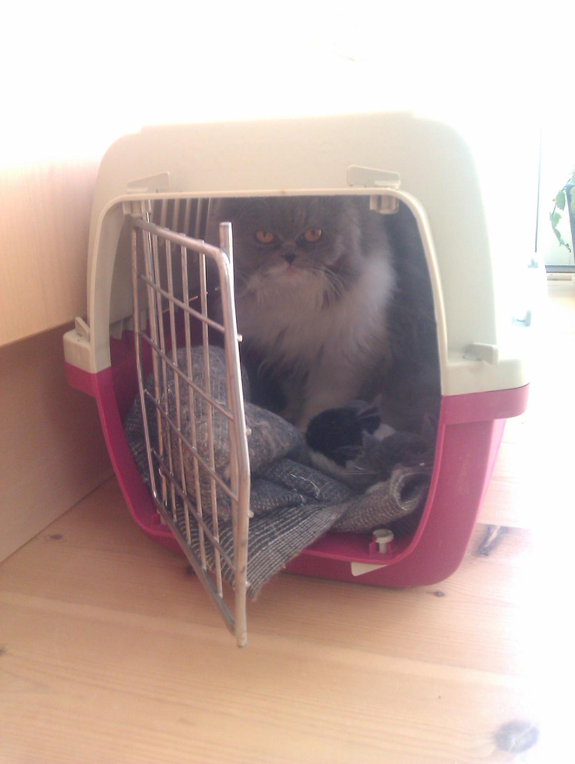 Perser Kamma billede 5