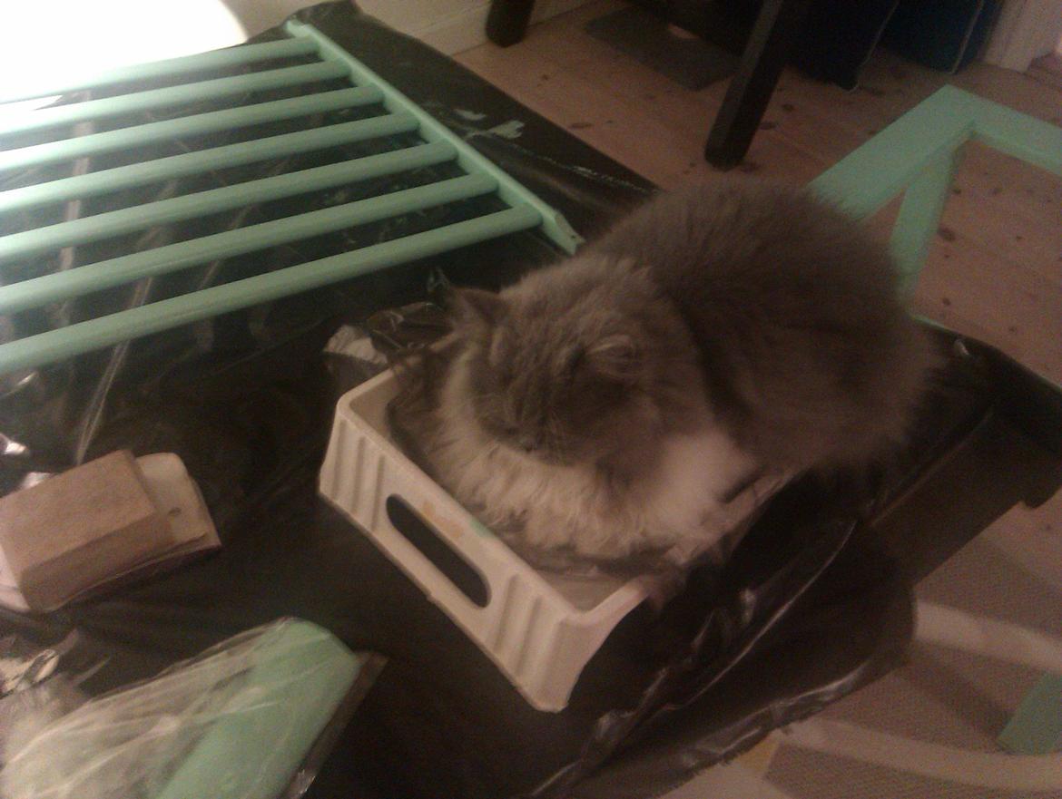 Perser Kamma billede 6