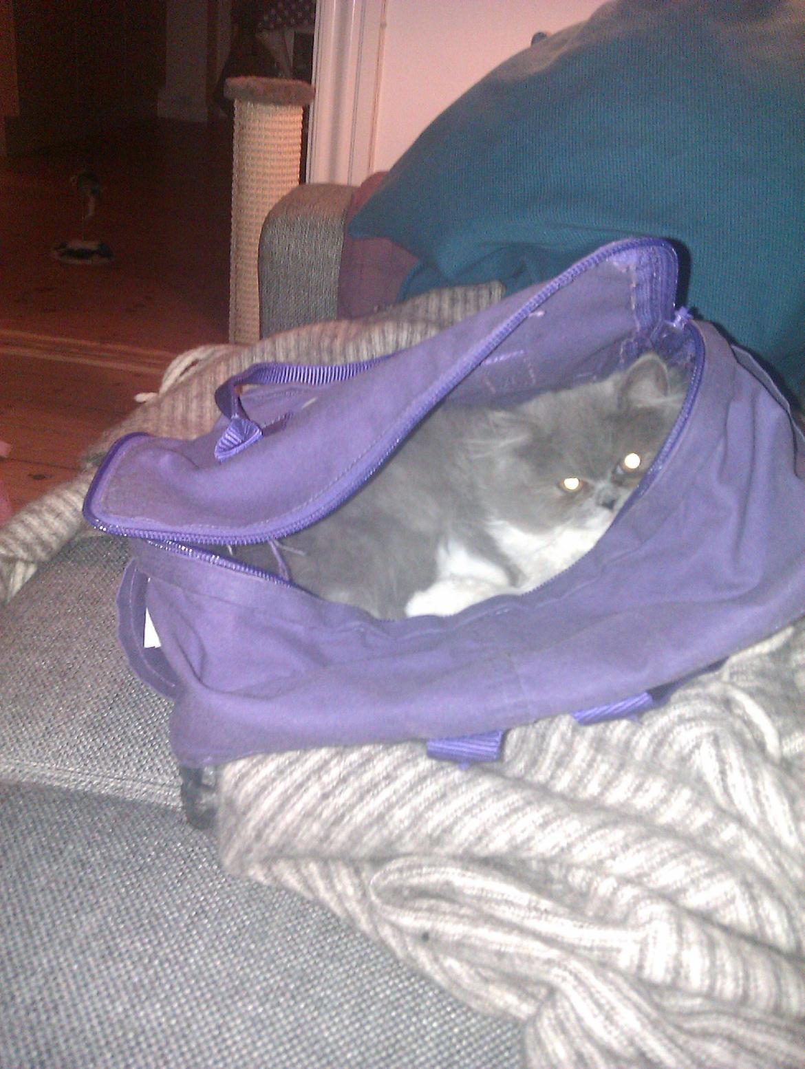 Perser Kamma billede 7