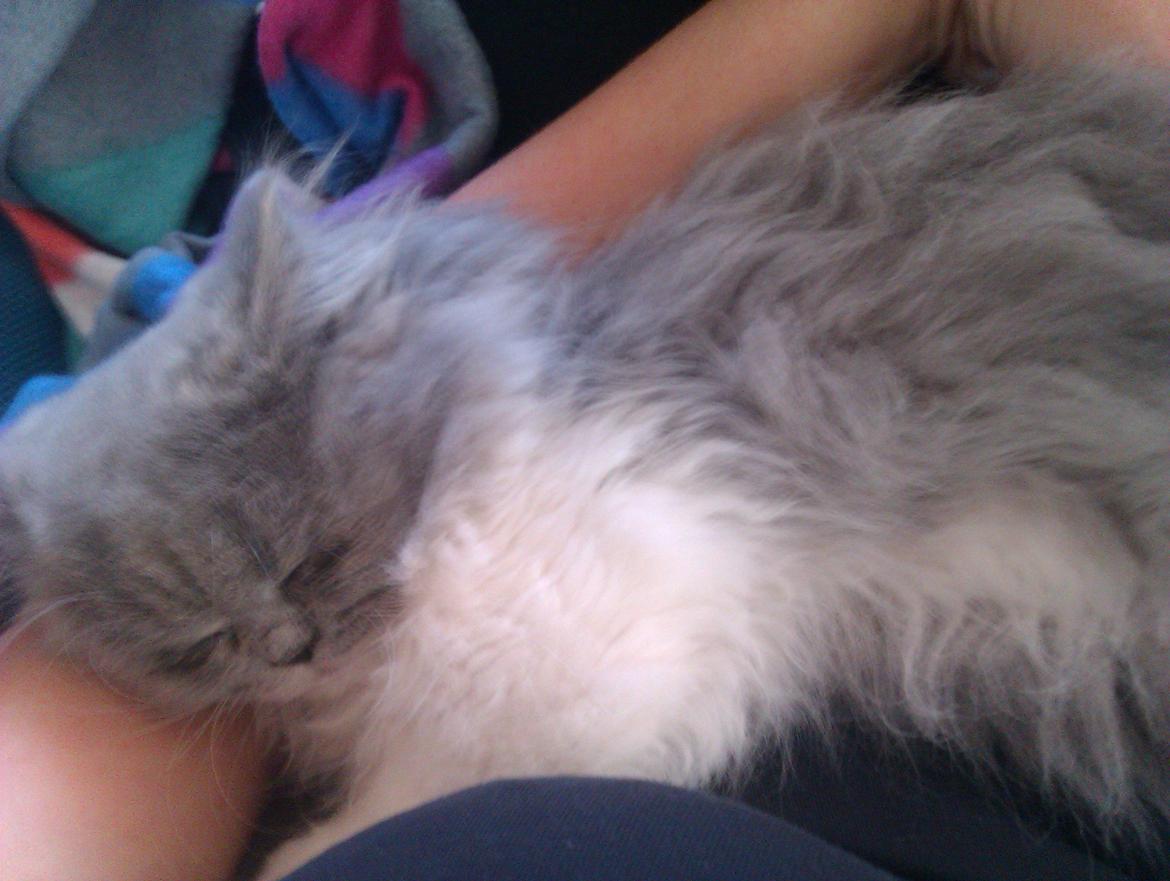 Perser Kamma billede 8