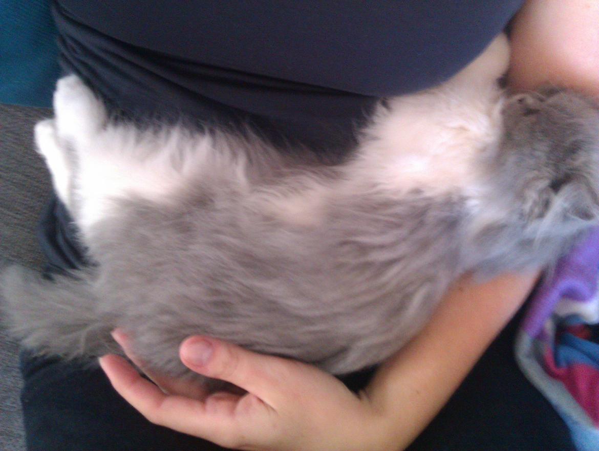 Perser Kamma billede 9