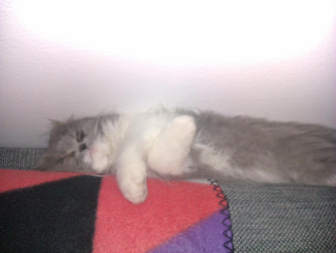 Perser Kamma billede 11