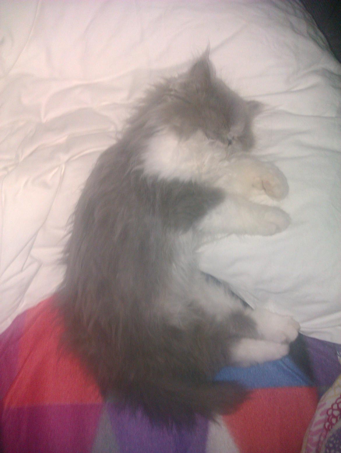 Perser Kamma billede 12