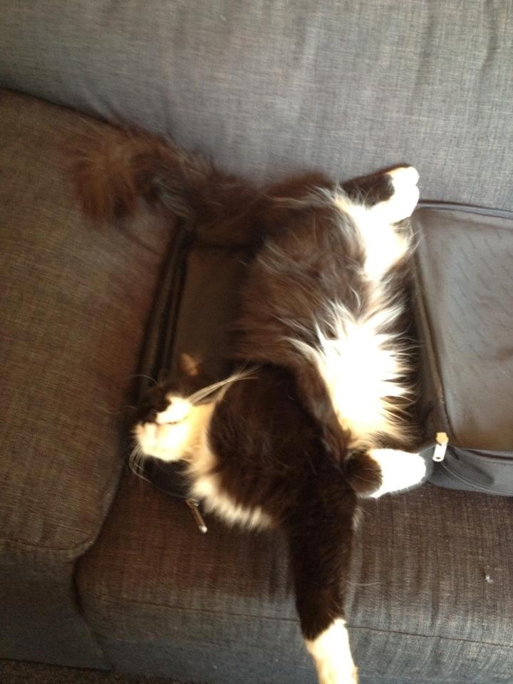 Blanding af racer Jackson - Han kan liiiige være der billede 16