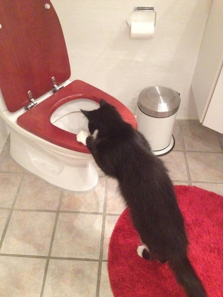 Blanding af racer Jackson - Spændende vand i toilettet billede 17