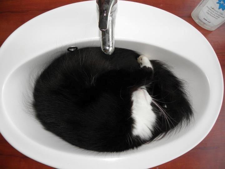 Blanding af racer Jackson - Perfekt gryde billede 18