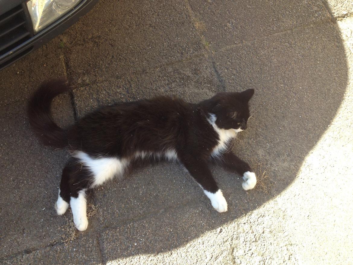 Blanding af racer Jackson - Nyder lige skyggen billede 19