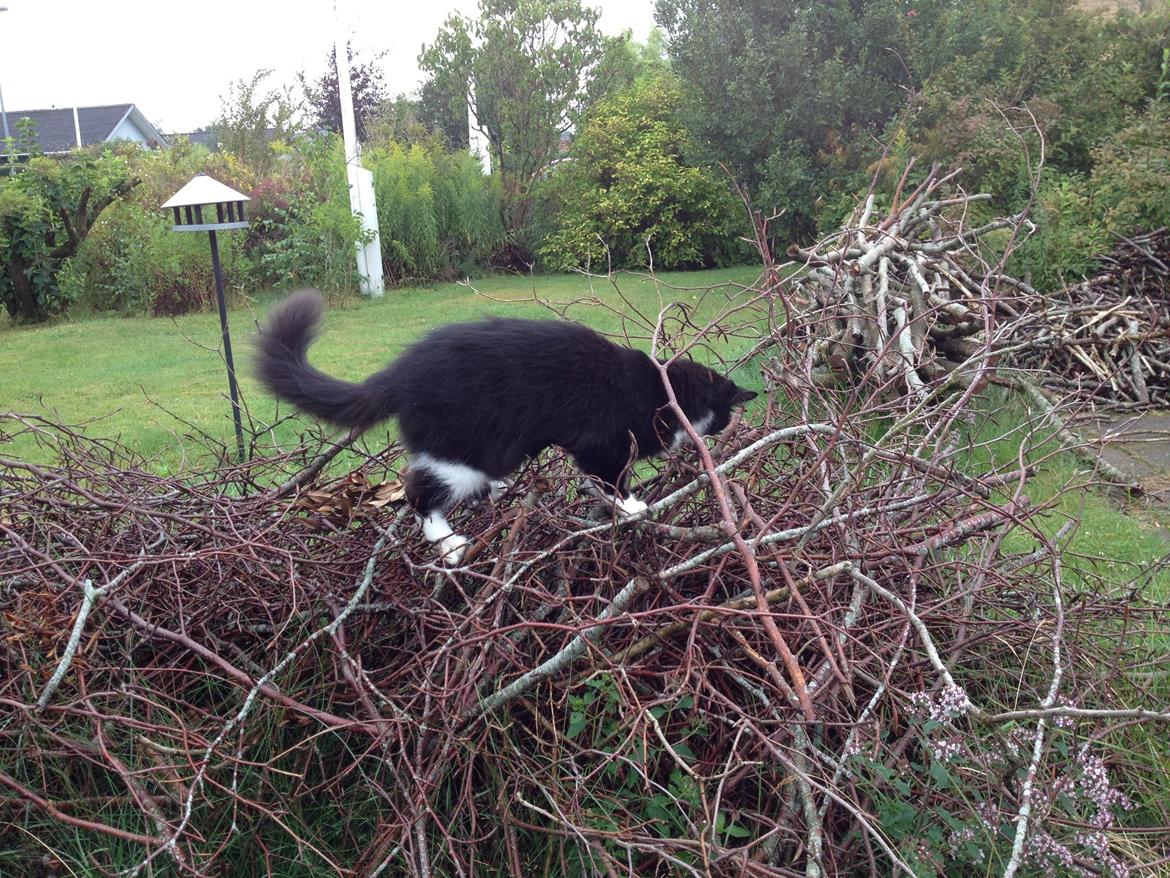 Blanding af racer Jackson - Har muligvis fundet et dyr nede under alle de kviste billede 20