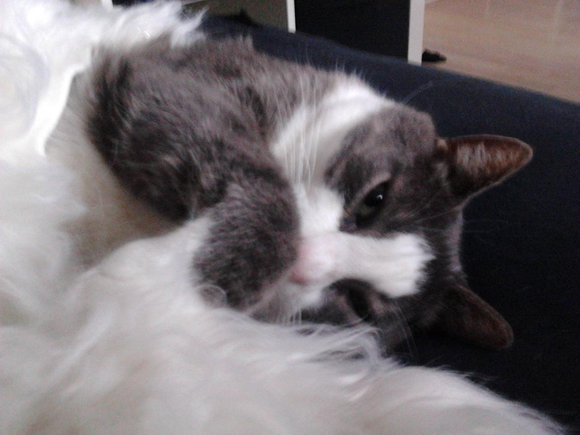 Huskat Simba - Velkommen til mit galleri billede 1