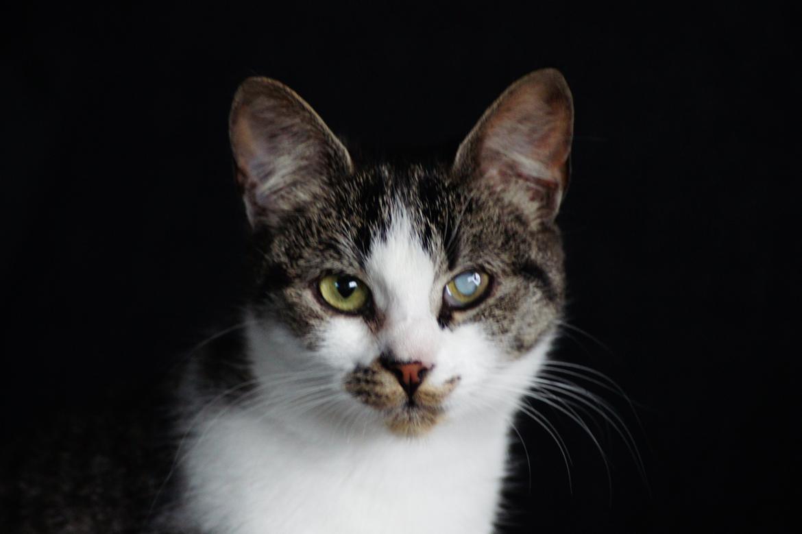 Huskat Mille billede 1