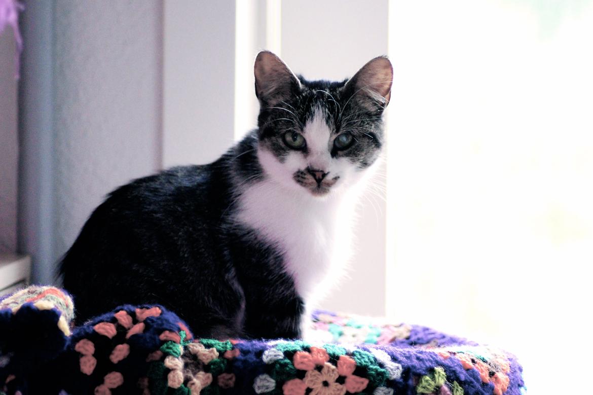 Huskat Mille billede 2