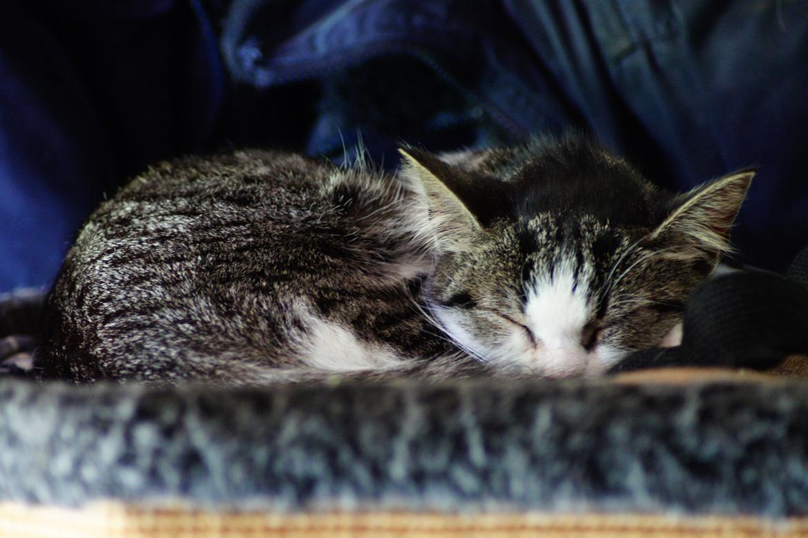 Huskat Mille billede 3