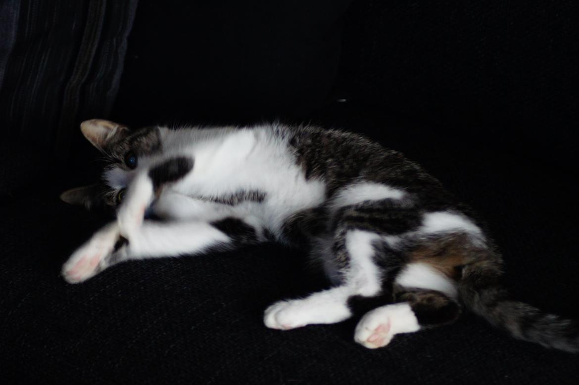 Huskat Mille billede 4