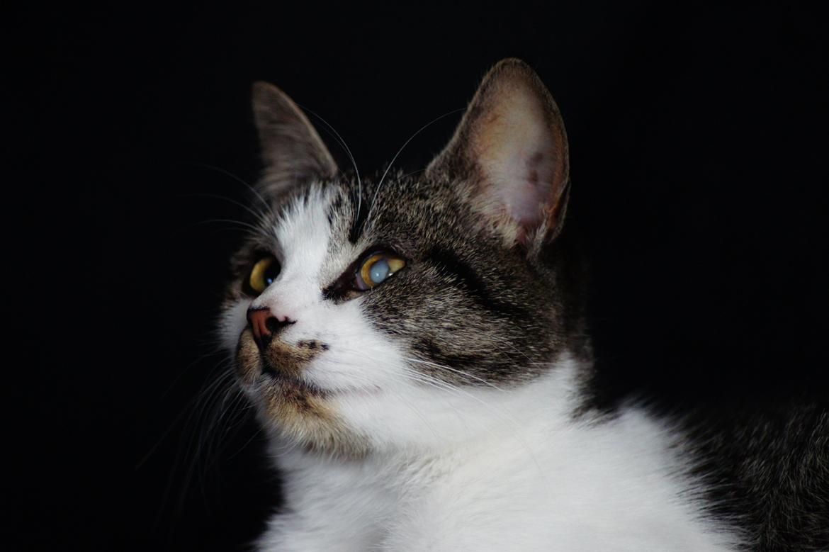 Huskat Mille billede 5