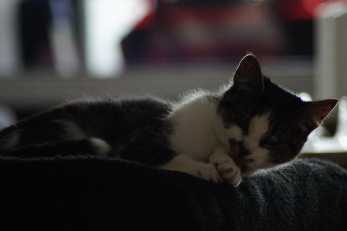 Huskat Mille billede 6