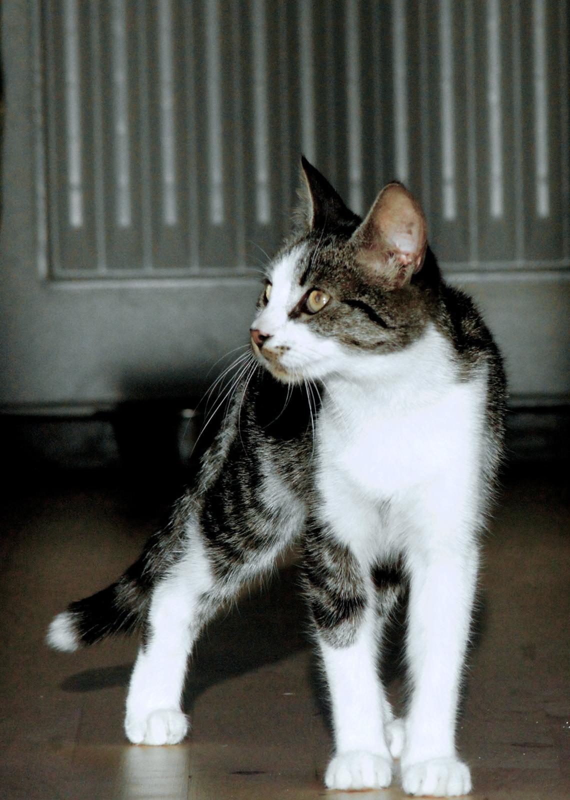 Huskat Mille billede 7