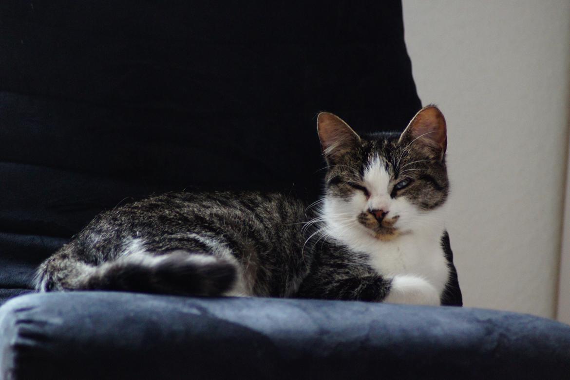 Huskat Mille billede 8