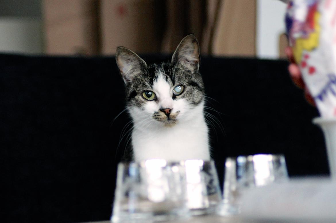 Huskat Mille billede 9