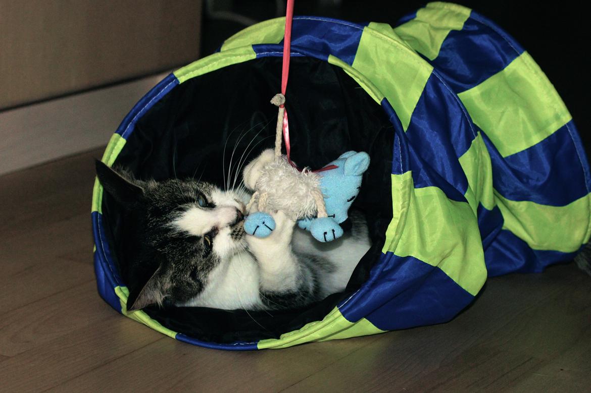 Huskat Mille billede 10