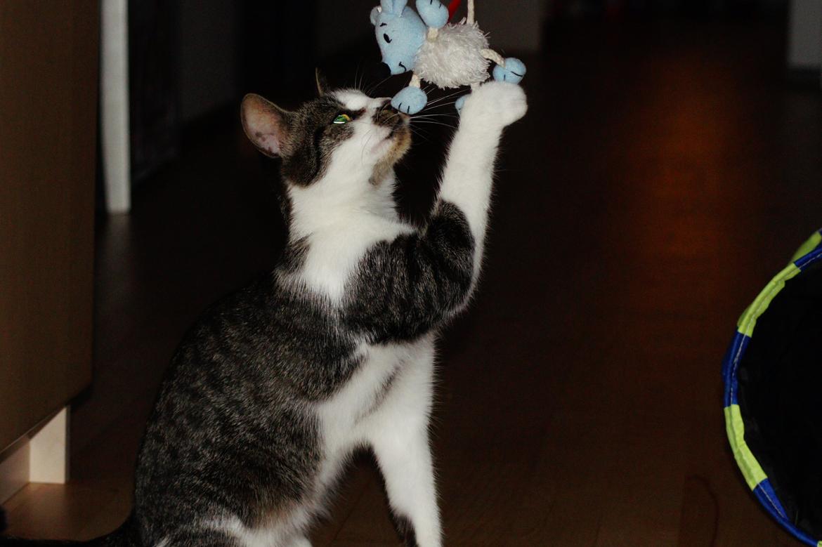 Huskat Mille billede 11