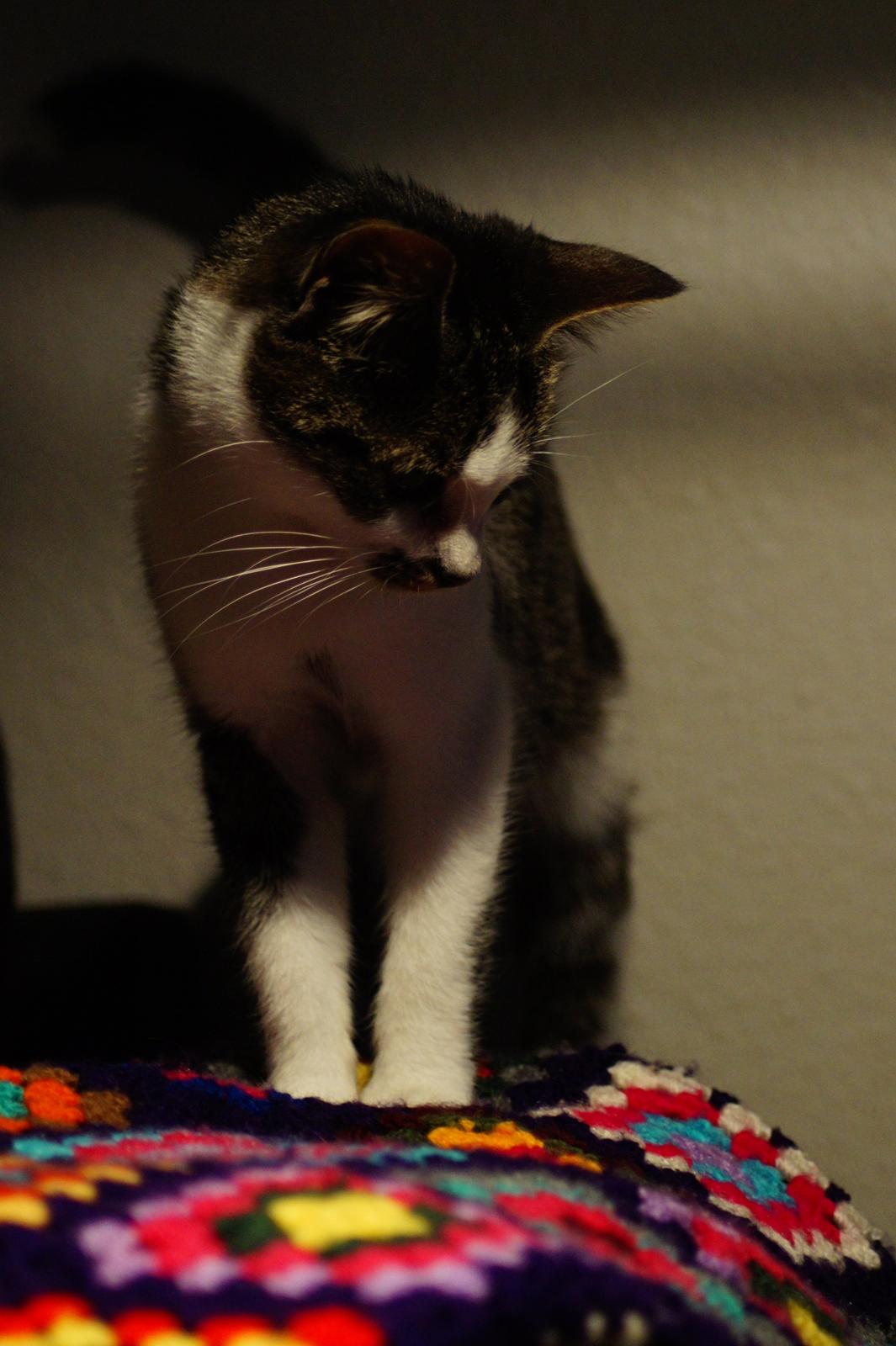 Huskat Mille billede 12