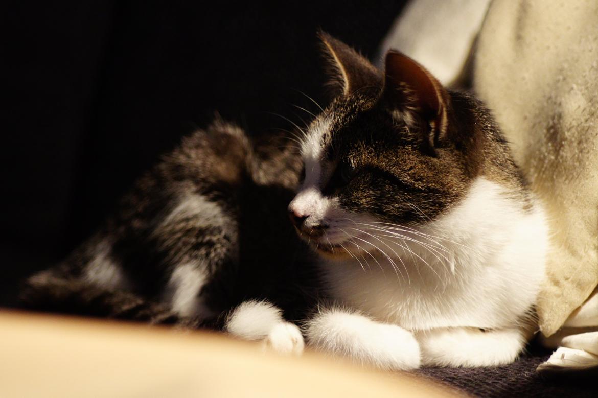 Huskat Mille billede 13