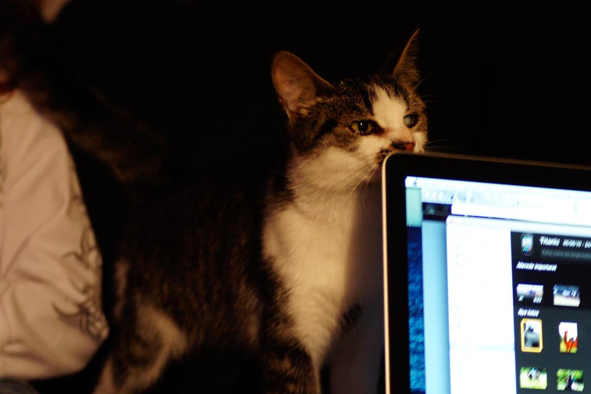 Huskat Mille billede 14