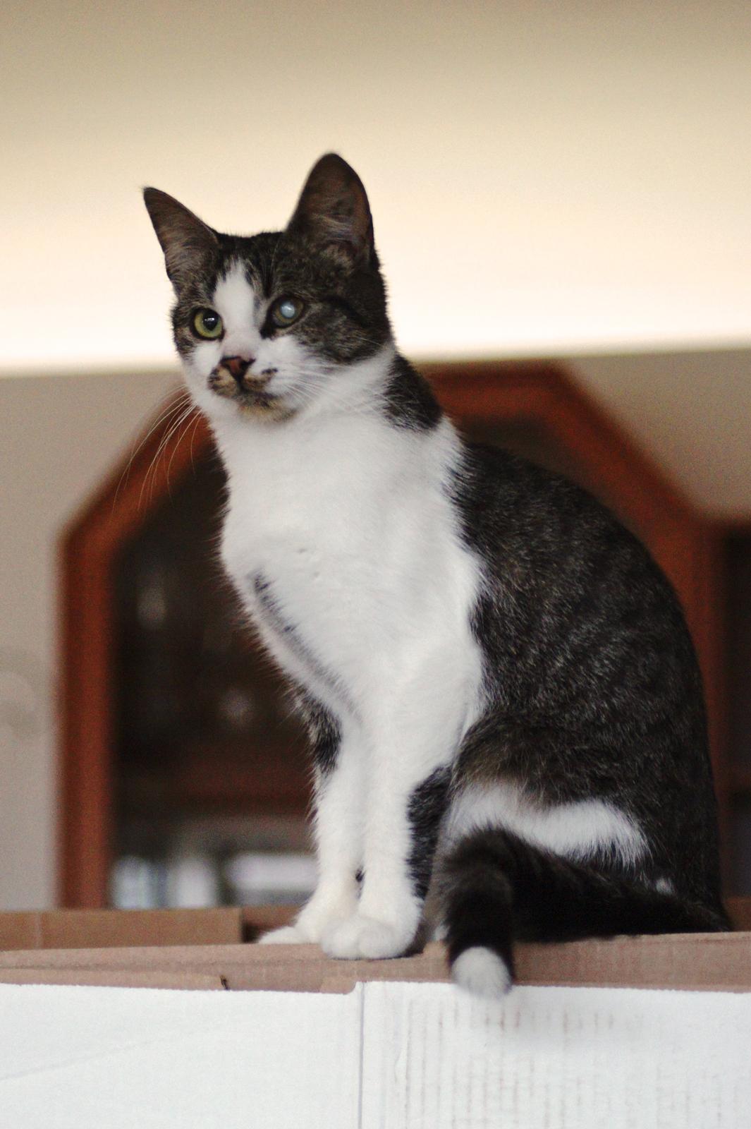 Huskat Mille billede 15