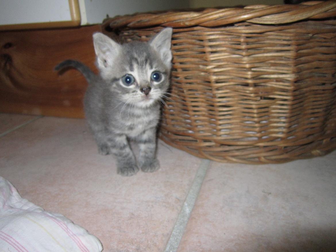 Huskat Egon billede 1