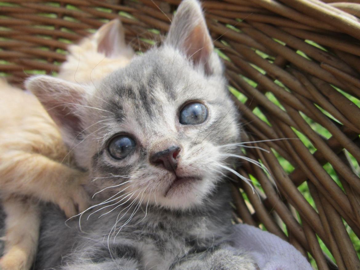 Huskat Egon billede 2