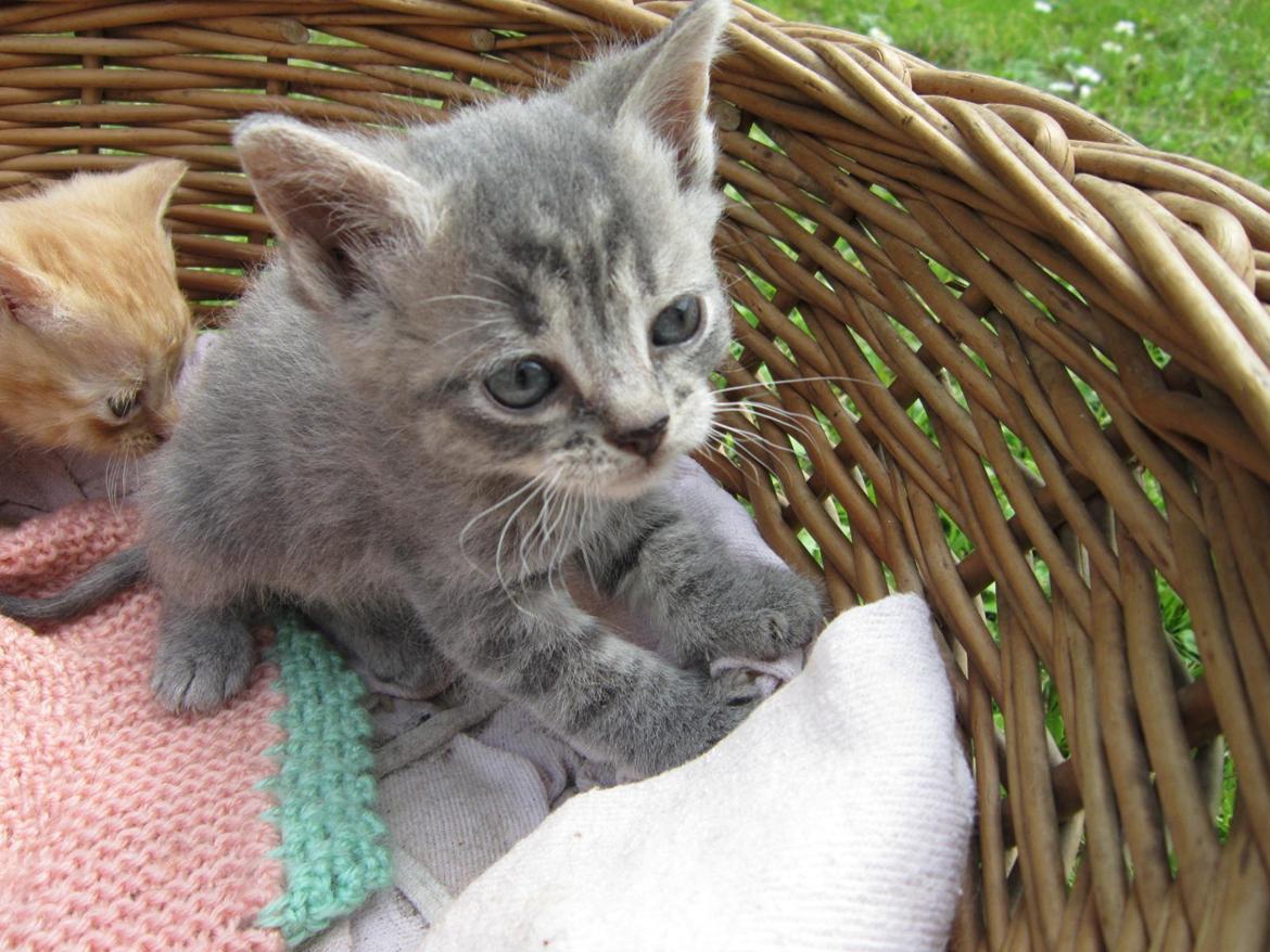 Huskat Egon billede 3