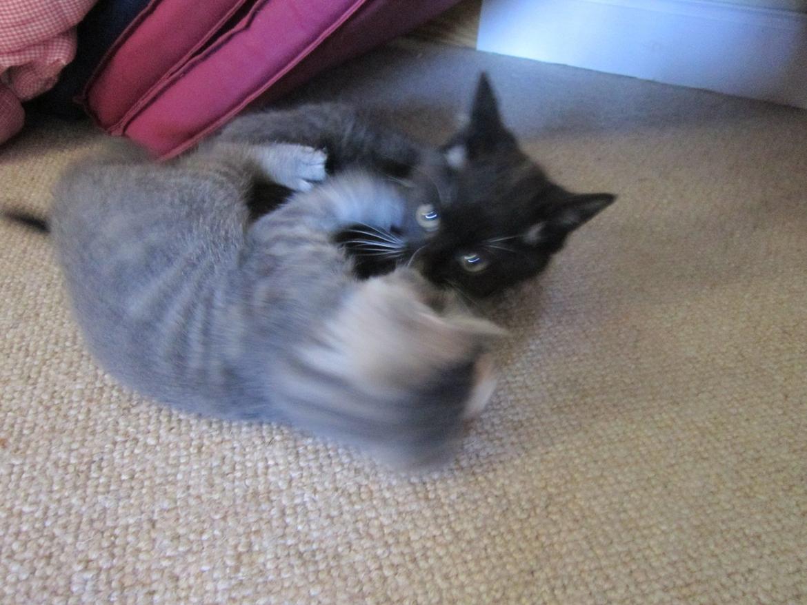 Huskat Egon billede 4