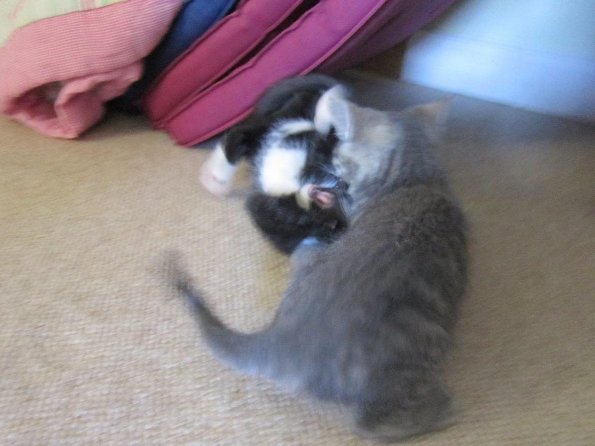 Huskat Egon billede 5