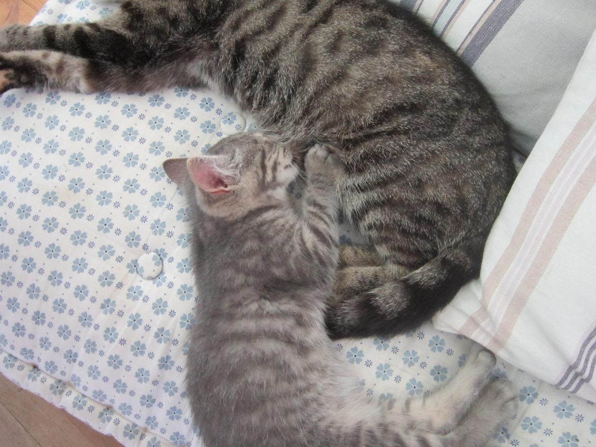 Huskat Victoria billede 11