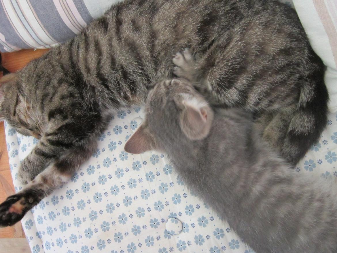 Huskat Victoria billede 12