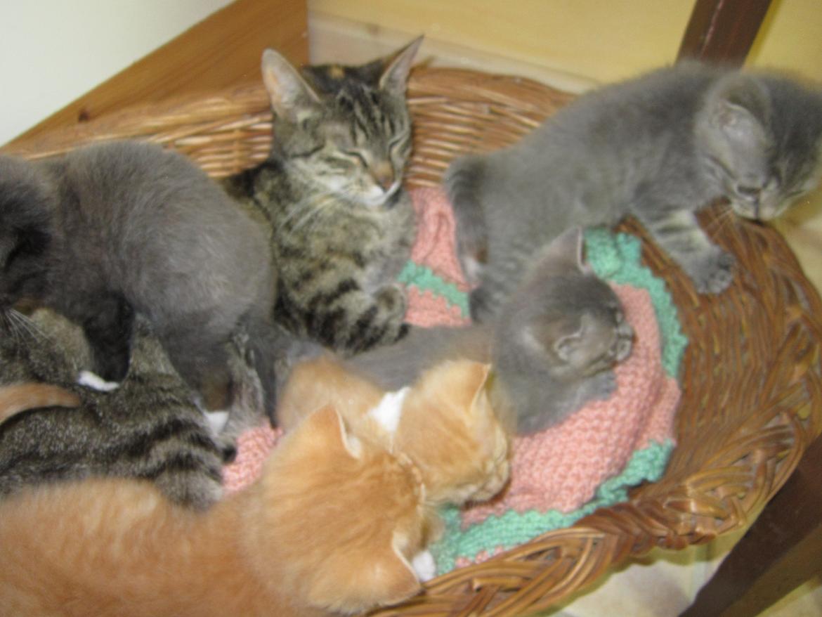 Huskat Victoria billede 6