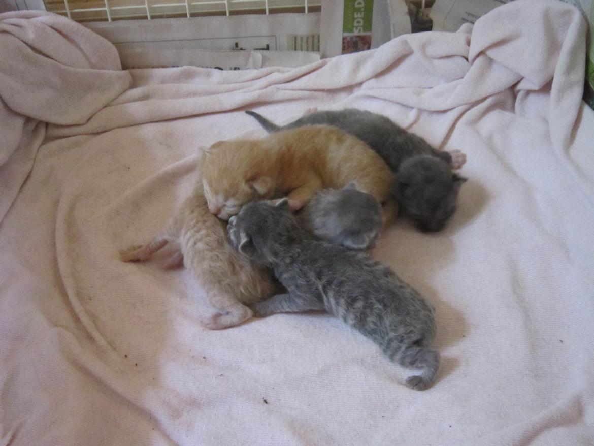 Huskat Victoria billede 13