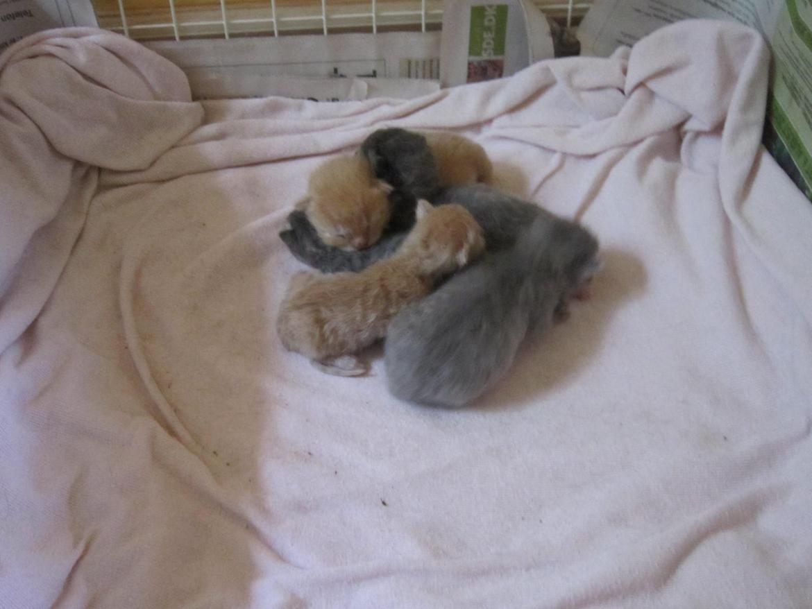 Huskat Victoria billede 14