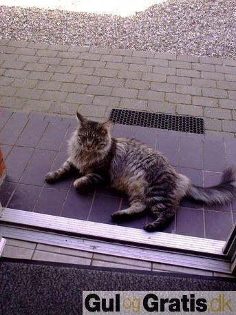 Maine Coon Misha - Dette er Mishas far  billede 7