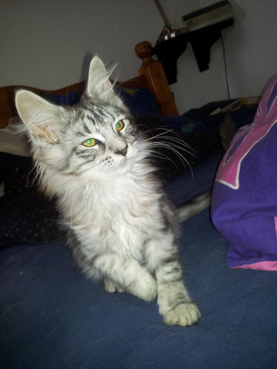 Maine Coon Misha - Dagen efter Misha kom hjem. billede 8