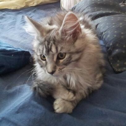 Maine Coon Misha - Dagen efter Misha kom hjem. billede 9