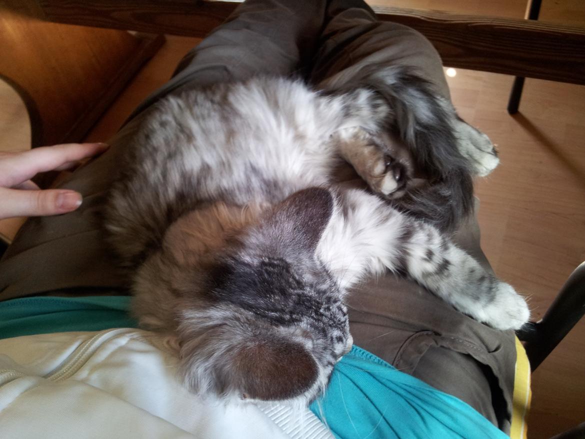 Maine Coon Misha - Misha havde ikke set mig i 14 dagen. 
- hun har savnet mig. billede 10