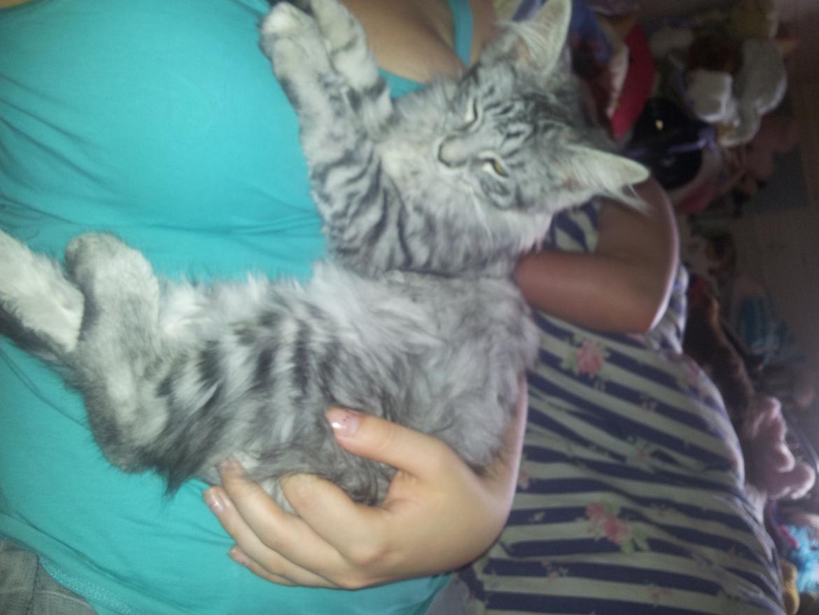 Maine Coon Misha - Så putter vi :) billede 11