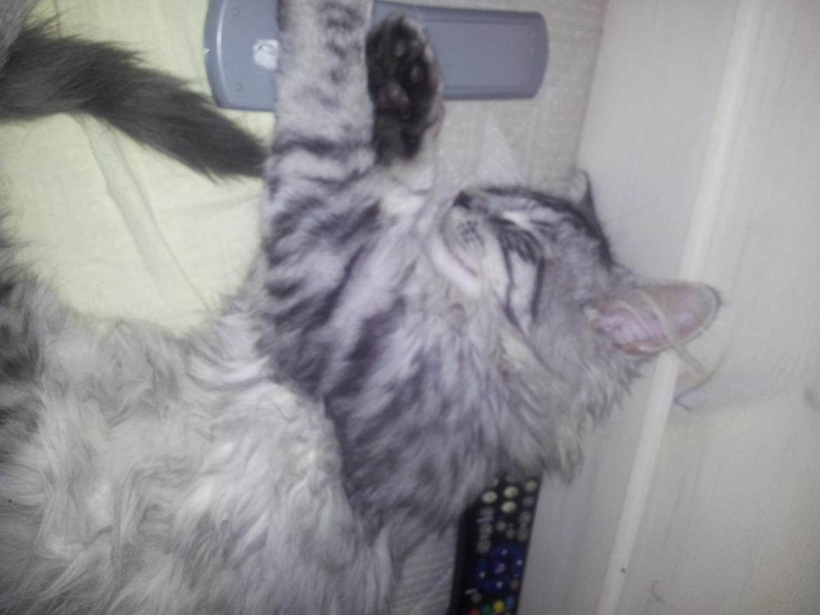 Maine Coon Misha - Så hygger vi :)  billede 12