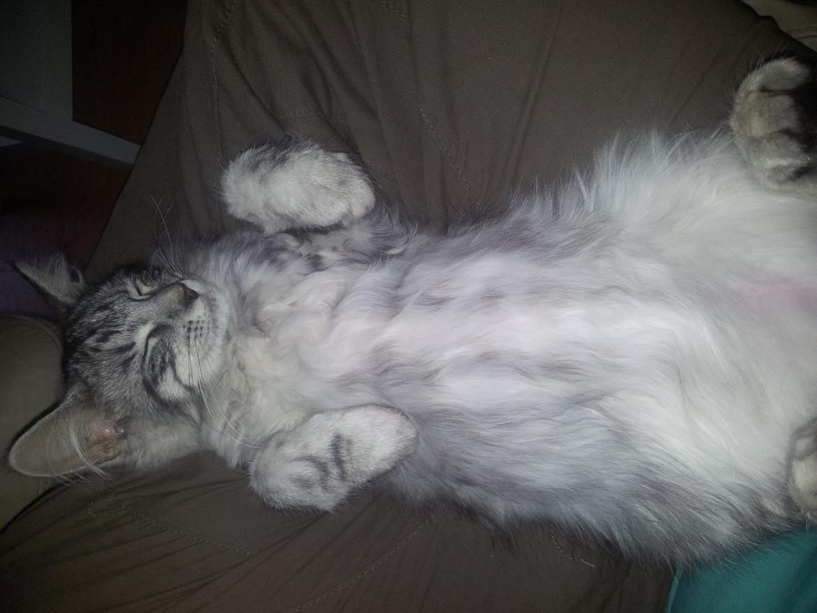 Maine Coon Misha - Så bliver vi børstede :) billede 13