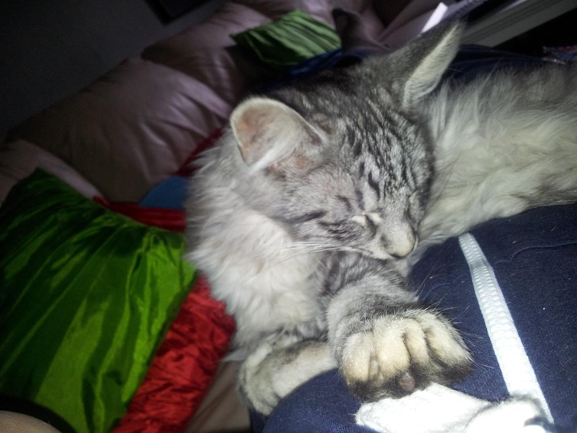 Maine Coon Misha - Misha kan ikke li torden billede 14