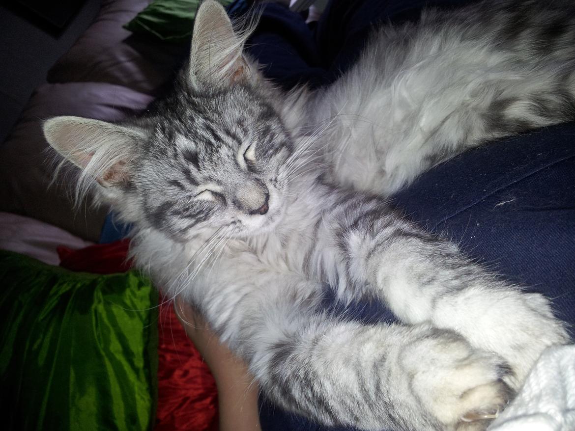 Maine Coon Misha - Misha kan ikke li torden billede 15