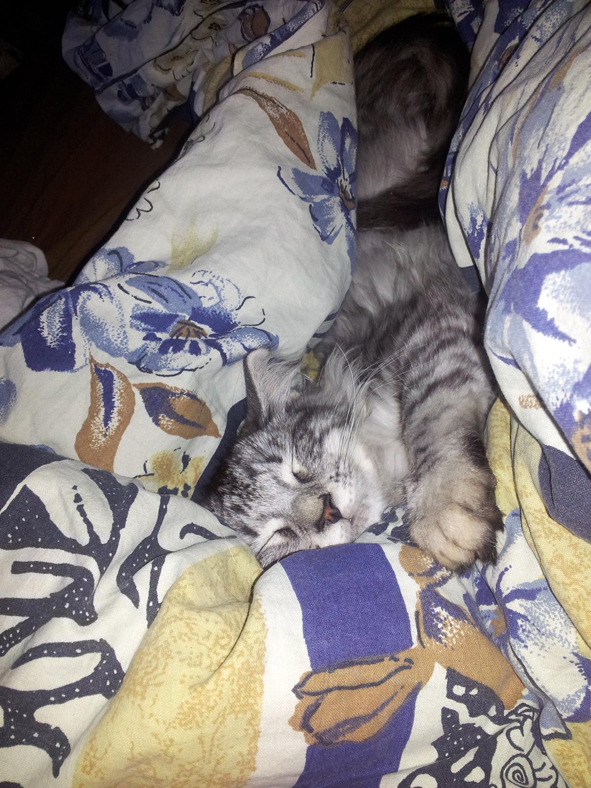 Maine Coon Misha - Så putter vi med en go film ;) billede 16